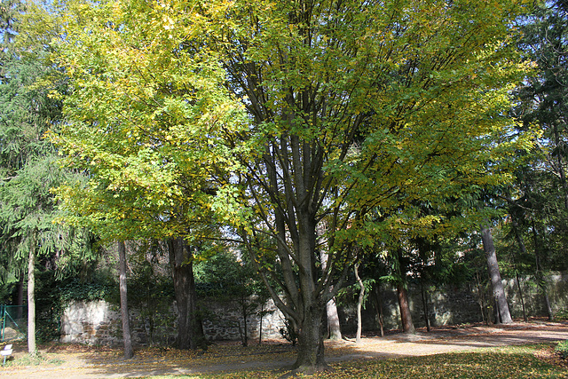 Acer campestre (12)