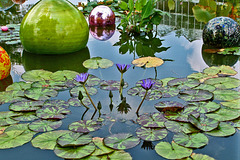 Waterlilies with Chihuly