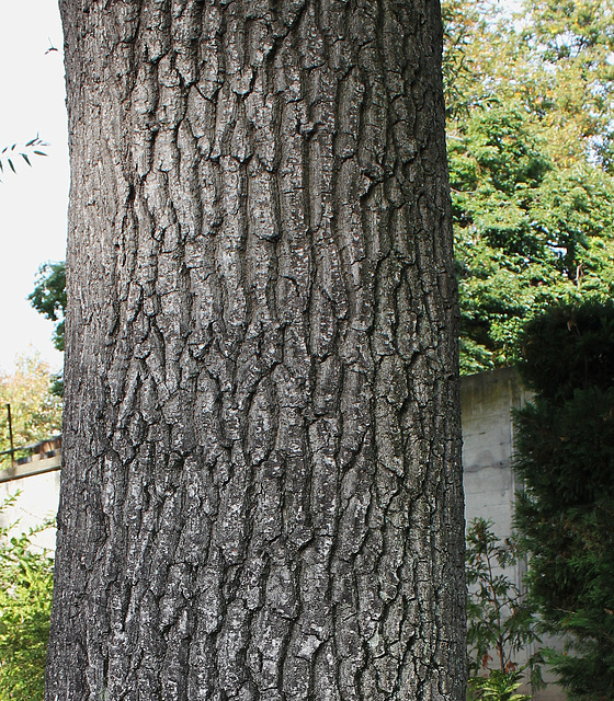 Quercus libani