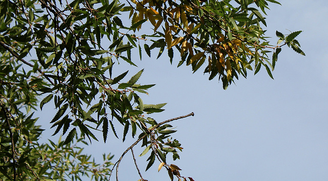 Quercus libani -Chêne du liban