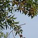 Quercus libani -Chêne du liban
