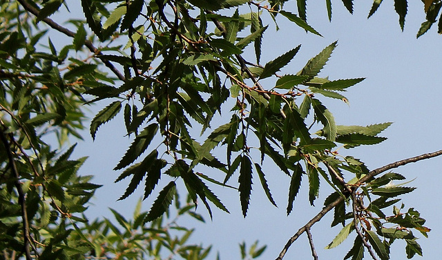 Quercus libani -Chêne du liban (2)