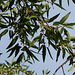 Quercus libani -Chêne du liban (2)