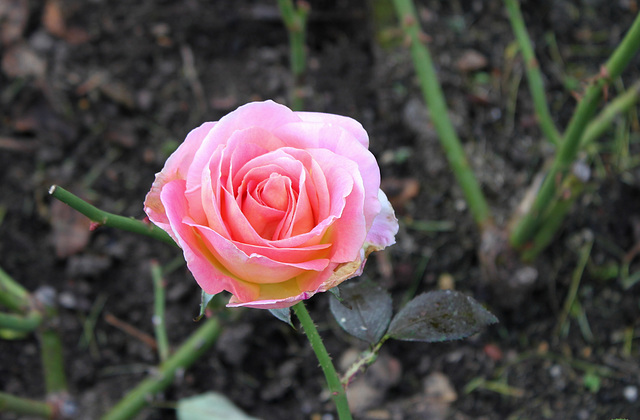 Dernière rose