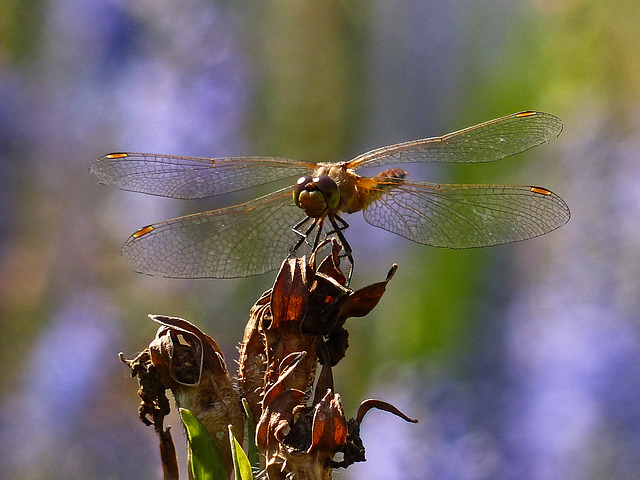 Dragonfly and bokeh