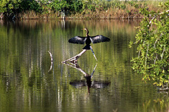 Anhinga