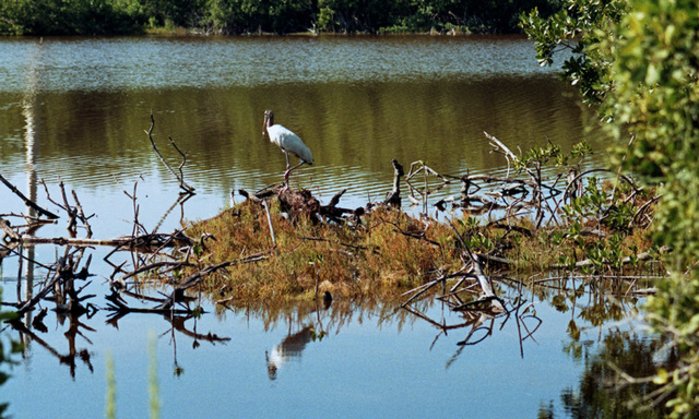 Wood Stork