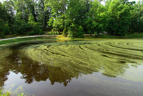 Pond in Bloom