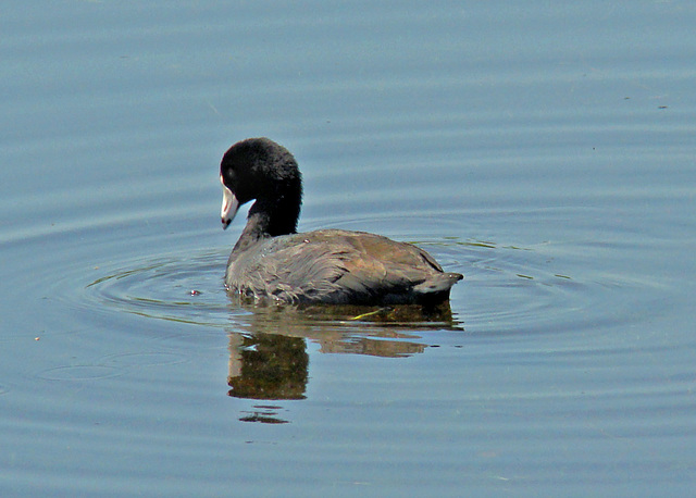 American Coot