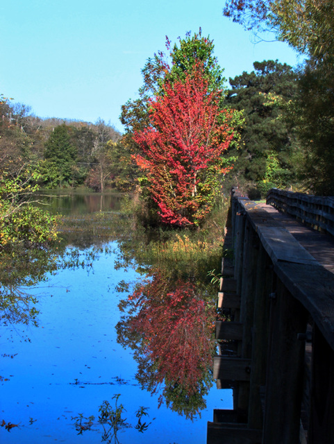 Fall Reflection