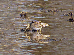 Common Snipe