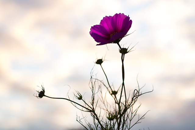 The Colour Purple @ Dusk