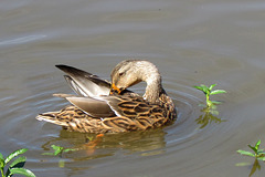 Preening Duck