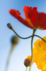 Poppies