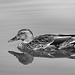 Duck in Black and White