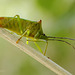 Acanthosoma haemorrhoidale (Hawthorn Shieldbug )