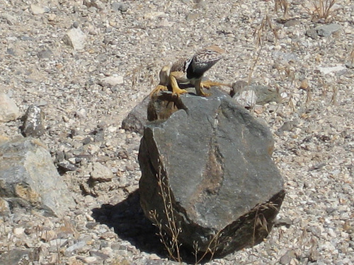 West Central NV 121