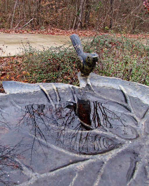 Birdbath Reflection