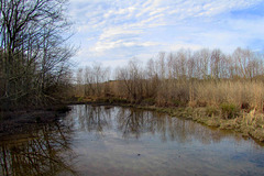 Wetland Reflection