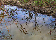 Reflected Weeds