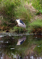 Black Crowned Night Heron