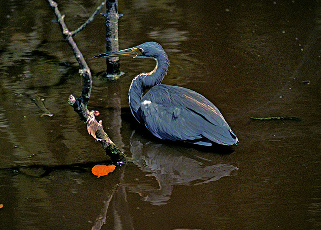 Tricolored Heron