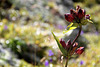 Gentiane pourprée, Gentiana purpurea, Gentianacées