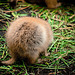 Zoo 54 Ueno Zoo Fuzzy Butt - Pika from Hokkaido also known as Piping Hare