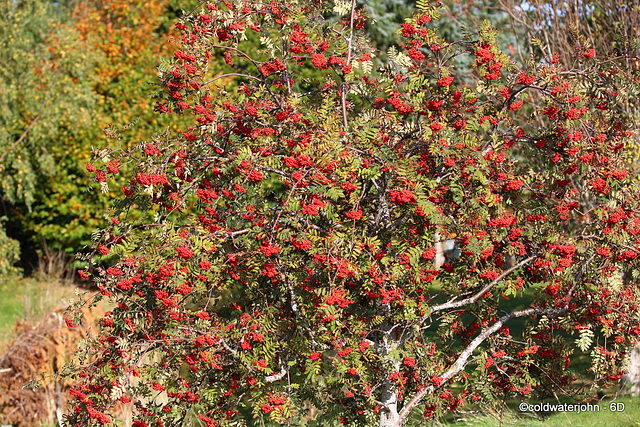 Red Rowans - colourblind as I am, I know this tree is absolutely covered in bright red berries!