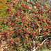 Red Rowans - colourblind as I am, I know this tree is absolutely covered in bright red berries!