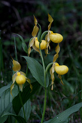 Cypripedium parviflorum var. pubescens