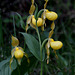 Cypripedium parviflorum var. pubescens