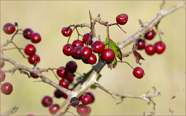 Baies rouge