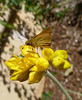 southern grass dart
