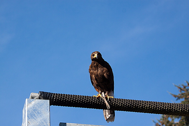 20121003 2827RAw [D~LIP] Greif, Detmold
