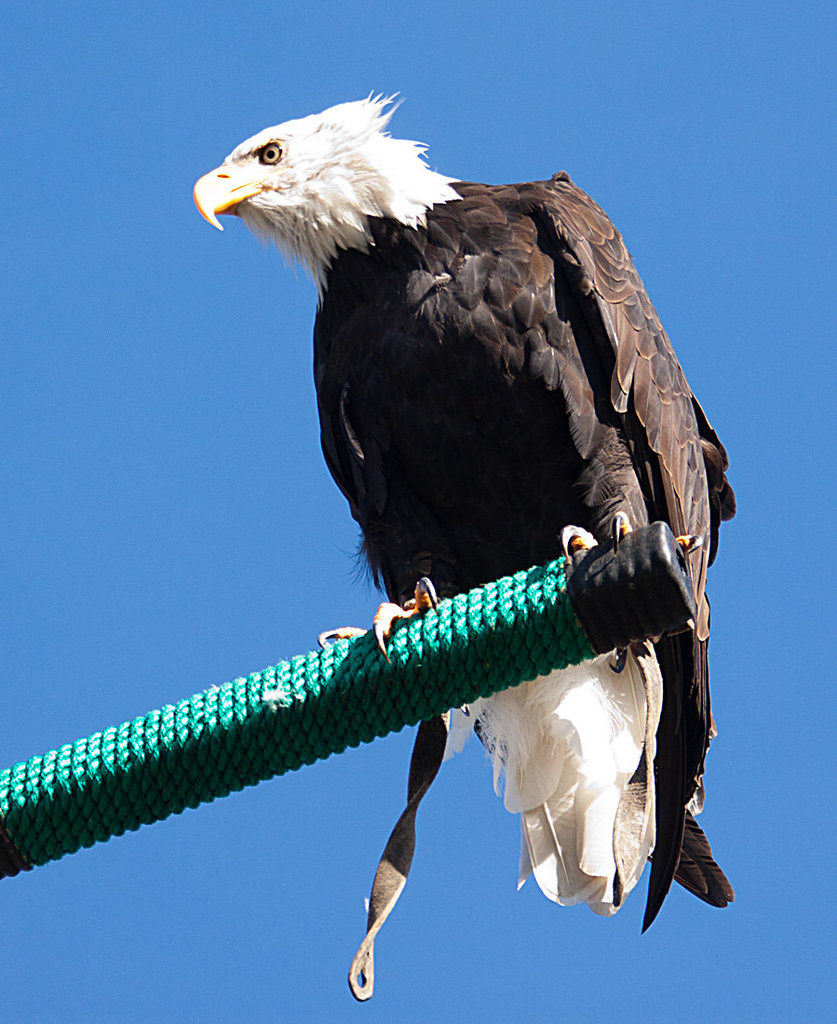 20131003 2830RAw [D~LIP] Weißkopf-Seeadler (Haliaeetus leucocephalus), Detmold