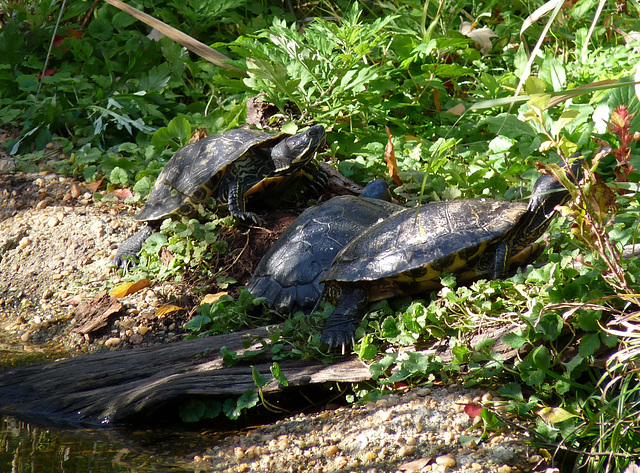 turtles