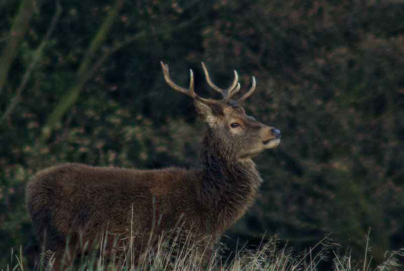 Red Deer in Lyme Park