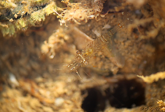 Rockpool Prawn Palaemon elegans