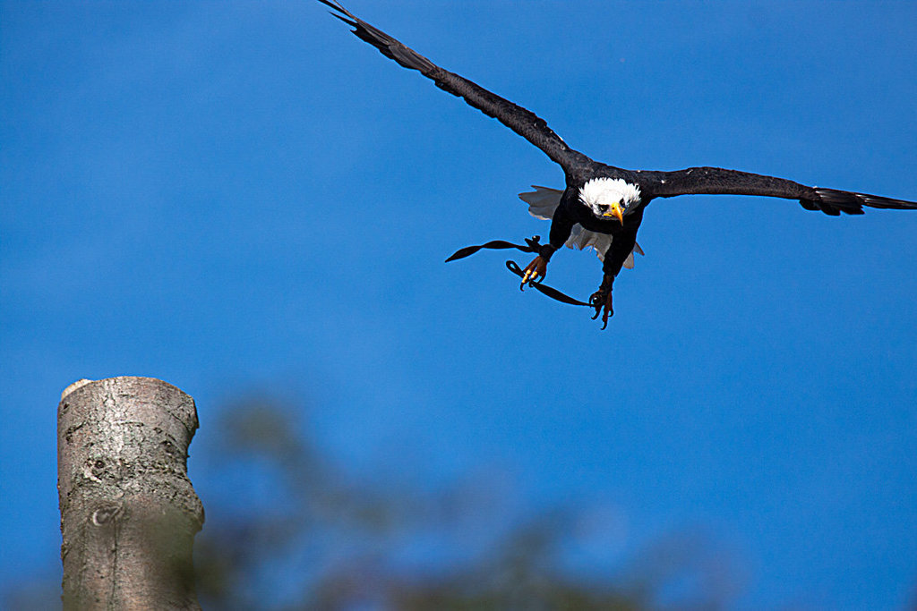 20131003 2841RAw [D~LIP] Weißkopf-Seeadler (Haliaeetus leucocephalus), Detmold