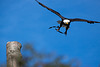 20131003 2841RAw [D~LIP] Weißkopf-Seeadler (Haliaeetus leucocephalus), Detmold