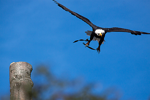 20131003 2841RAw [D~LIP] Weißkopf-Seeadler (Haliaeetus leucocephalus), Detmold