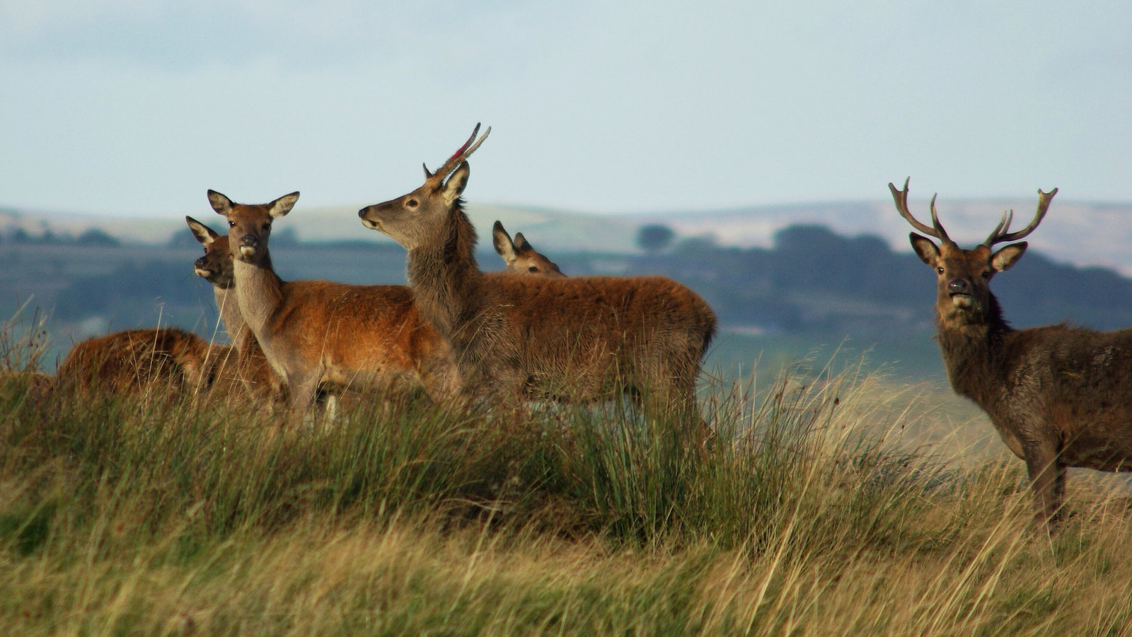 Red Deer at Lyme Park