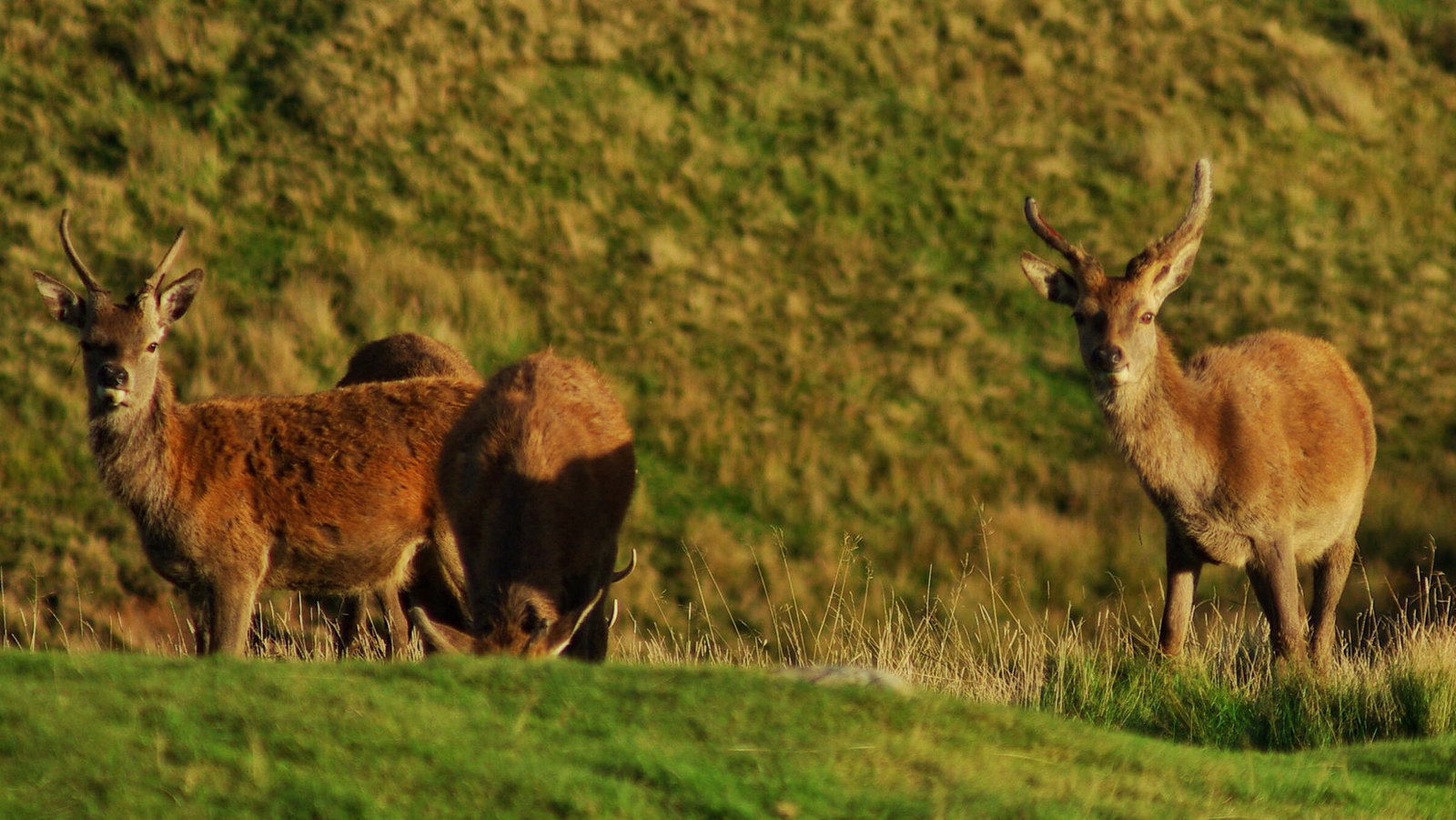 Red Deer at Lyme Park