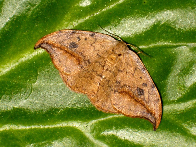 1648 Drepana falcataria (Pebble Hook-tip)