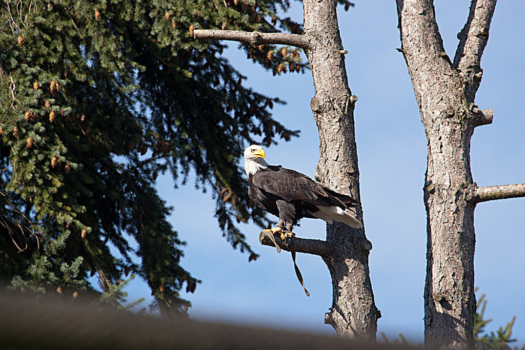 20131003 2842RAw [D~LIP] Weißkopf-Seeadler (Haliaeetus leucocephalus), Detmold