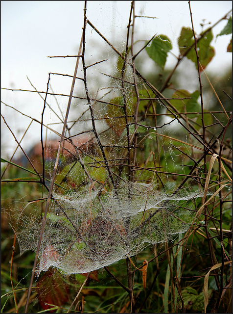 Altweibersommer