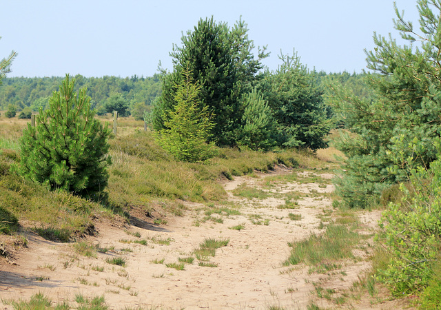 Weg durch die Heide