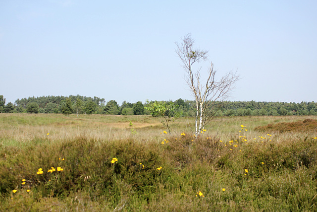 Küstenheide