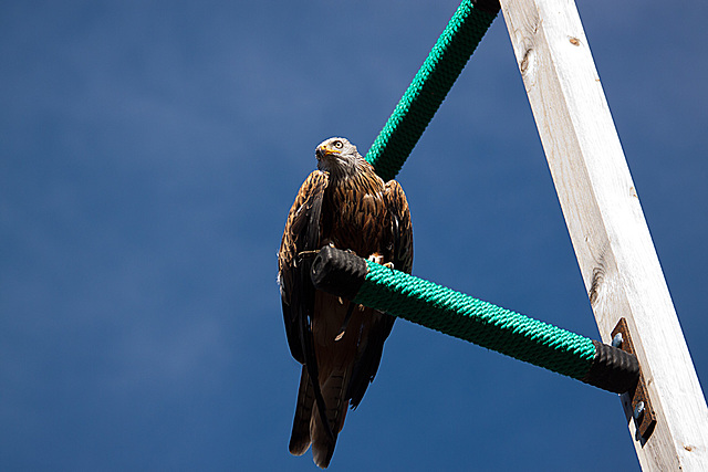 20131003 2857RAw [D~LIP] Rotmilan (Milvus milvus), Detmold